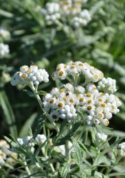 Anaphalis margaritacea